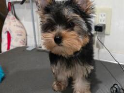 Beautiful Yorkshire mini puppies babies for sale