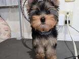 Beautiful Yorkshire mini puppies babies for sale - foto 1
