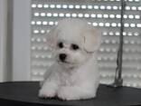 BICHÓN FRISÉ cachorros en venta - foto 1