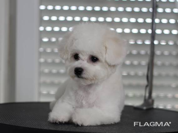 BICHÓN FRISÉ cachorros en venta