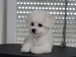 BICHÓN FRISÉ cachorros en venta