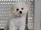 BICHÓN FRISÉ cachorros en venta - foto 2