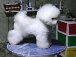 BICHÓN FRISÉ cachorros en venta - foto 3