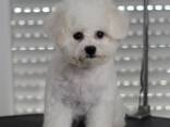 BICHÓN FRISÉ cachorros en venta - foto 5