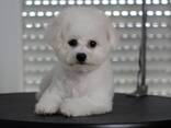 BICHÓN FRISÉ cachorros en venta - foto 7