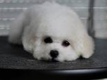 BICHÓN FRISÉ cachorros en venta - foto 9