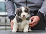 Border Collie - cachorros - фото 9