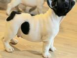 Bulldog Francés – Cachorros Hermosos - photo 2