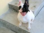 Bulldog Francés - Cachorros Hermosos - фото 6