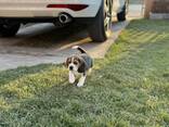 Cachorra Beagle hembra - foto 1