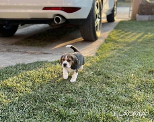 Cachorra Beagle hembra
