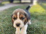 Cachorra Beagle hembra - foto 2