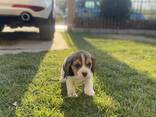 Cachorra Beagle hembra - foto 6