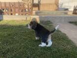 Cachorra Beagle hembra - foto 8