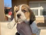 Cachorra Beagle hembra - foto 9