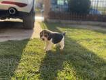 Cachorra Beagle hembra - foto 12