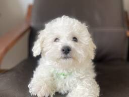 Cachorro de Bichón Frisé