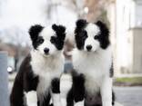 Cachorros Border Collie - foto 3