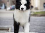 Cachorros Border Collie - foto 4