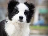 Cachorros Border Collie - foto 5