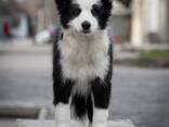 Cachorros Border Collie - foto 6