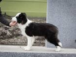 Cachorros Border Collie - foto 8