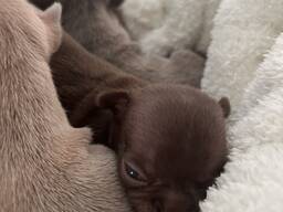 chihuahua