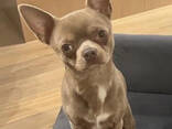 chihuahua - photo 3