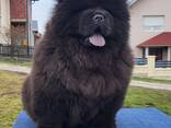 Cachorros Chow Chow - фото 1