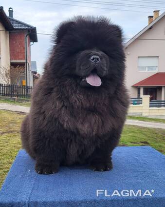 Cachorros Chow Chow