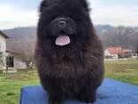 Cachorros Chow Chow - фото 2