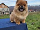 Cachorros Chow Chow - фото 3