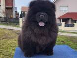 Cachorros Chow Chow - фото 4