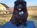 Cachorros Chow Chow - фото 5