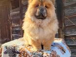 Cachorros Chow Chow - фото 7