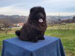 Cachorros Chow Chow - фото 10