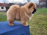 Cachorros Chow Chow - фото 11