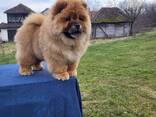 Cachorros Chow Chow - фото 13
