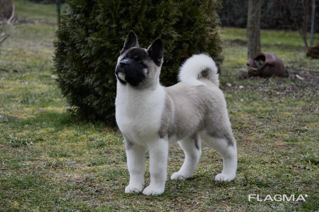 Cachorros de Akita Americano