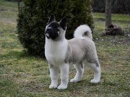 Cachorros de Akita Americano