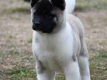 Cachorros de Akita Americano - фото 3