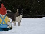 Cachorros de Akita Americano - фото 6