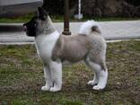 Cachorros de Akita Americano - фото 8