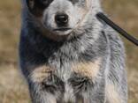 Cachorros de Australian Cattle Dog - фото 1