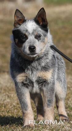 Cachorros de Australian Cattle Dog