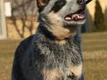 Cachorros de Australian Cattle Dog - фото 2