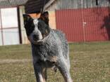 Cachorros de Australian Cattle Dog - фото 3
