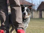 Cachorros de Australian Cattle Dog - фото 4