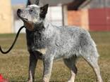 Cachorros de Australian Cattle Dog - фото 6