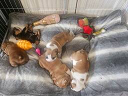 Cachorros de bulldog inglés con arrugas